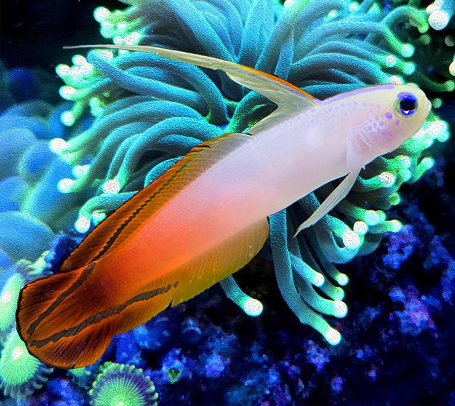 Firefish goby clearance care