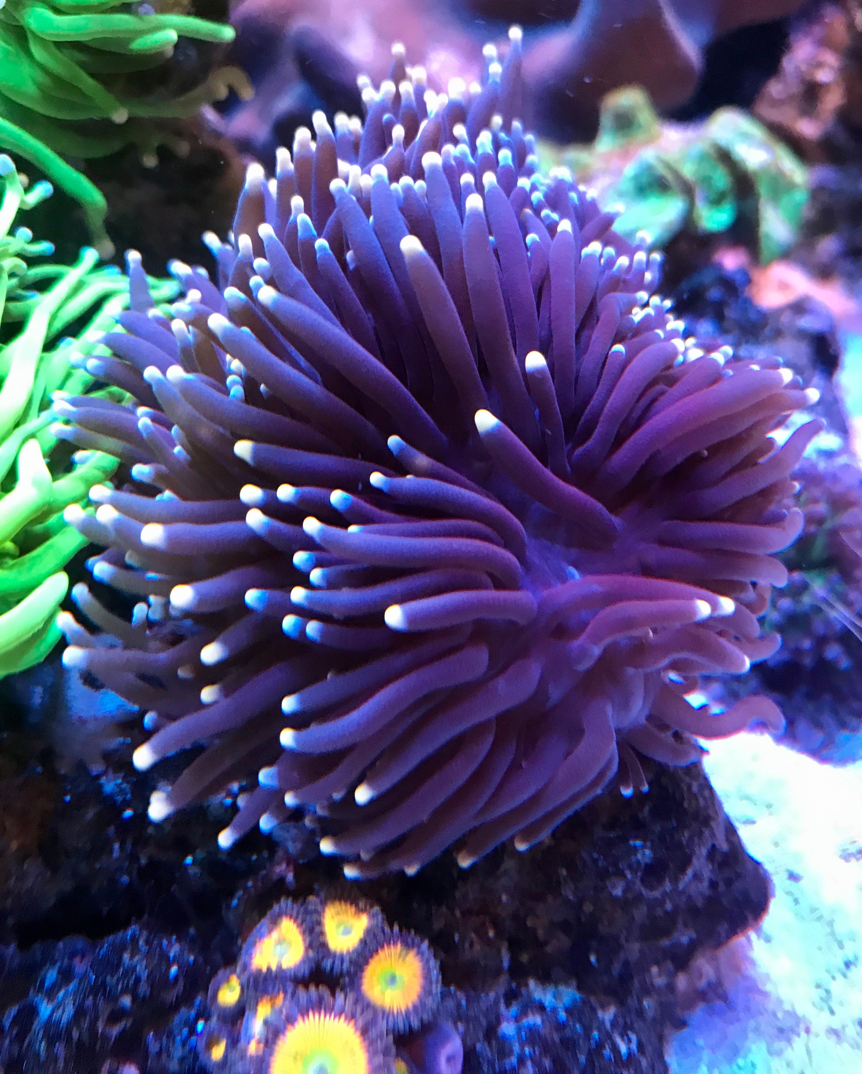 Corals – The Reef Experience