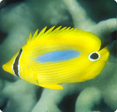 Blueblotch butterflyfish, Chaetodon plebeius