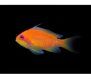 Lyretail Anthias - Wreck Fish Pseudanthias cheirospilos Adult Trio