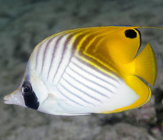 Thread Fin Butterflyfish, Chaetodon Auriga