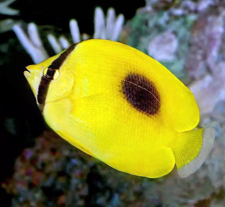 Mirror Butterflyfish, Chaetodon speculum