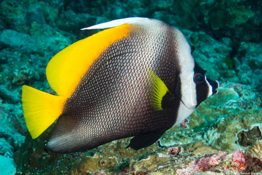 Singular Bannerfish , Heniochus singularius