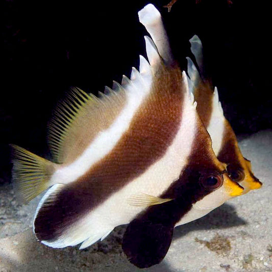 Threeband Pennant Butterflyfish, Heniochus chrysostomus