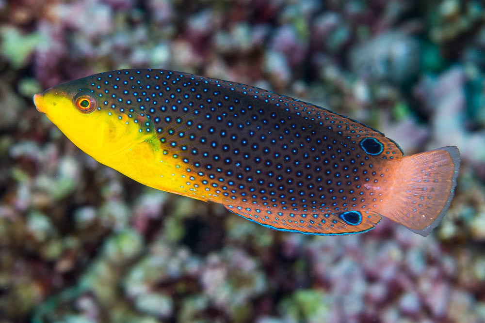 Twistii Tamarin Wrasse, Anampses twistii