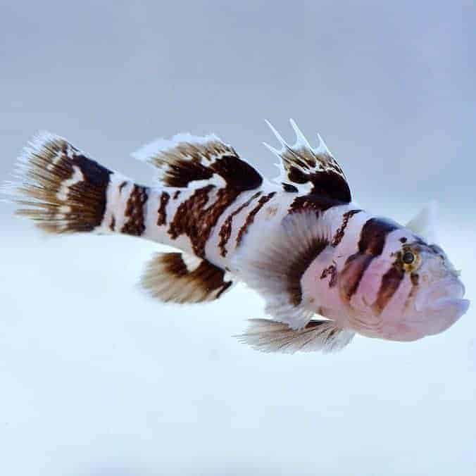 Black Barred Reef Goby, Priolepis Nocturna