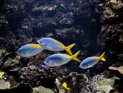 Yellow and blueback fusilier, Caesio teres