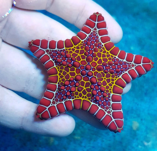 Australian Bonfire Biscuit Starfish,  Pentagonaster dubeni