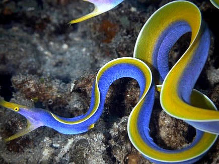 Blue Ribbon Eel, Rhinomuraena quaesita (reserved)