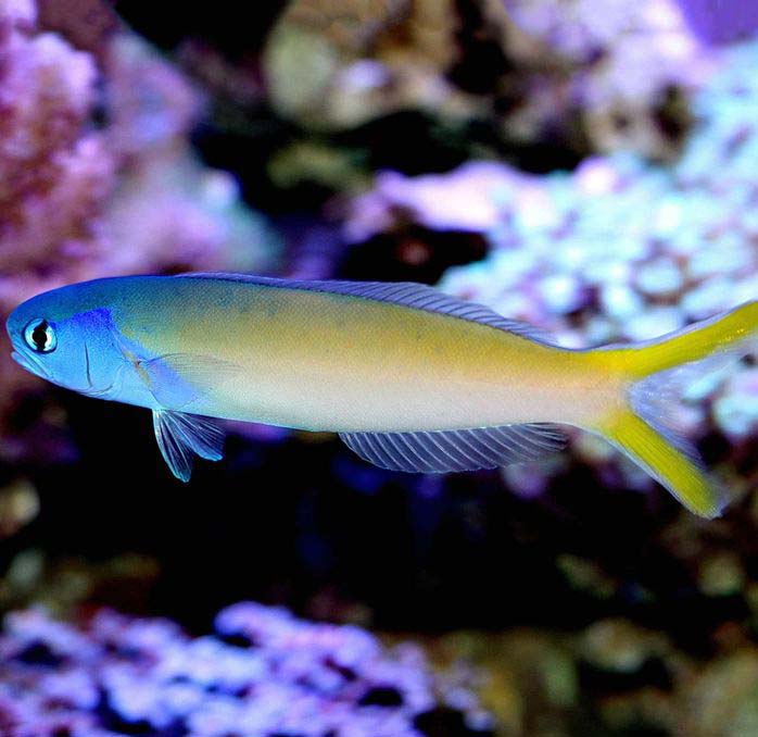 Starck's Blue Head Tilefish, Hoplolatilus Starcki