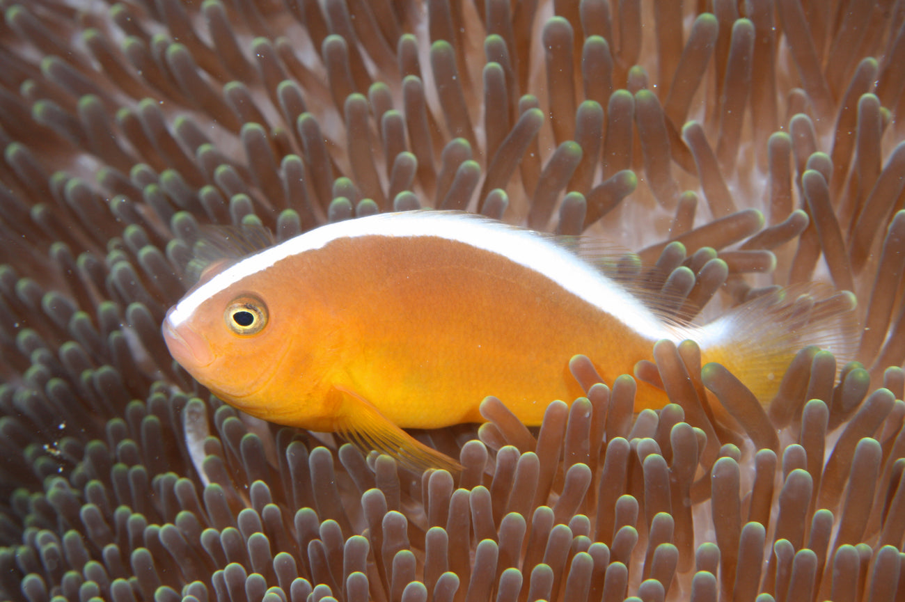 Orange Skunk Clownfish,  Amphiprion sandaracinos