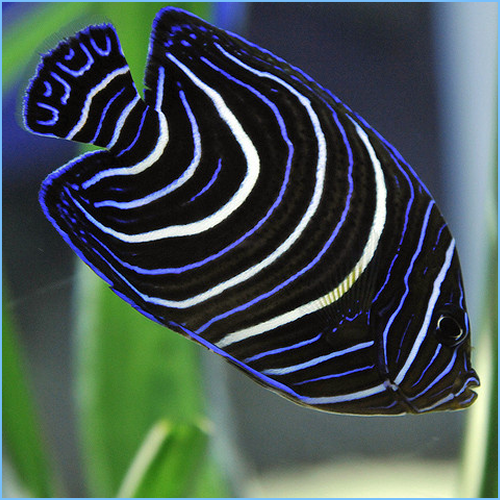 Koran Angelfish, Pomacanthus Semicirculatus