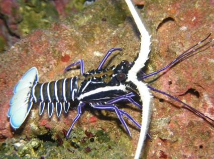 Blue Lobster, Panulirus versicolor