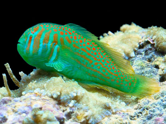 Green Goby, Gobiodon histrio