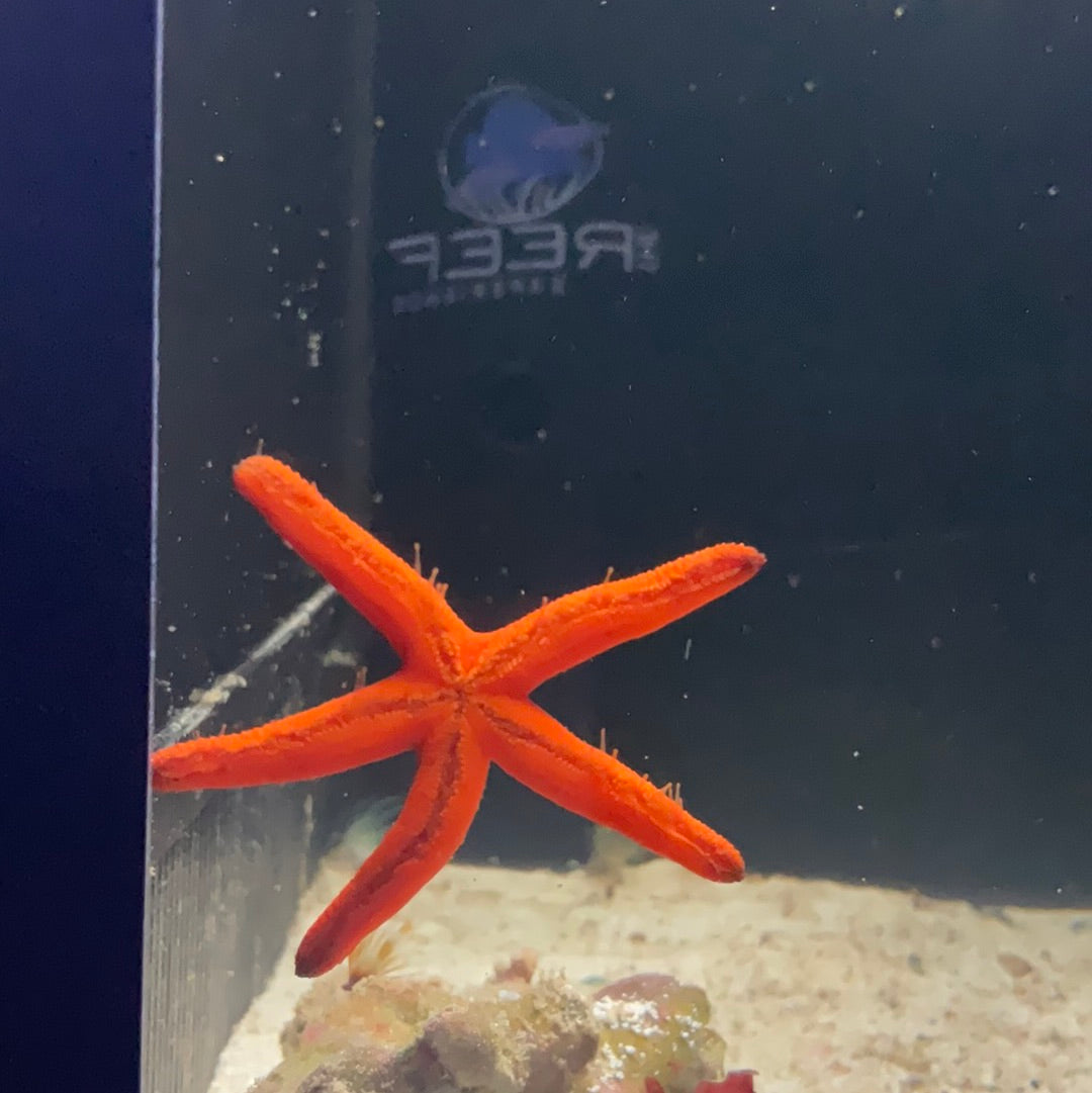 Orange Finger Starfish – The Reef Experience