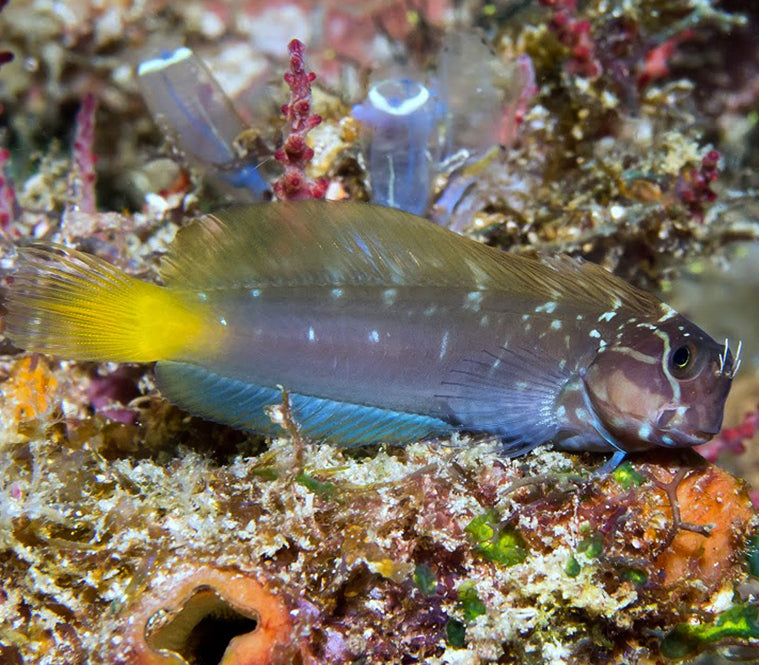 Yellowtail Black Blenny, Ecsenius Namiyei – The Reef Experience