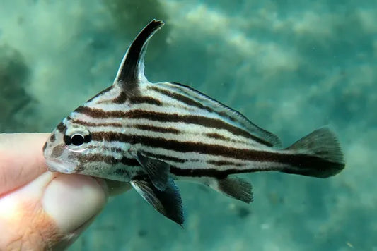 Hi-Hat Sweetlips, Equetus acuminatus