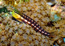 Golden Tiger Blenny  Ecsenius Escenius segmentatus