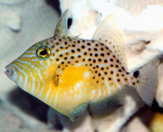 Golden Heart Trigger, Balistes punctatus