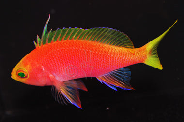 Resplendent Anthias, Pseudanthias pulcherrimus, (male and 2 females)