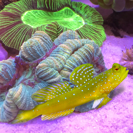 Yellow Watchman Goby & Pistol Shrimp pair