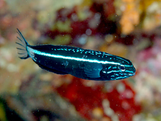 Kamohara Blenny, Meiacanthus kamoharai ( tank bred)