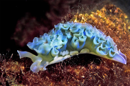 Lettuce sea slug, Elysia crispata