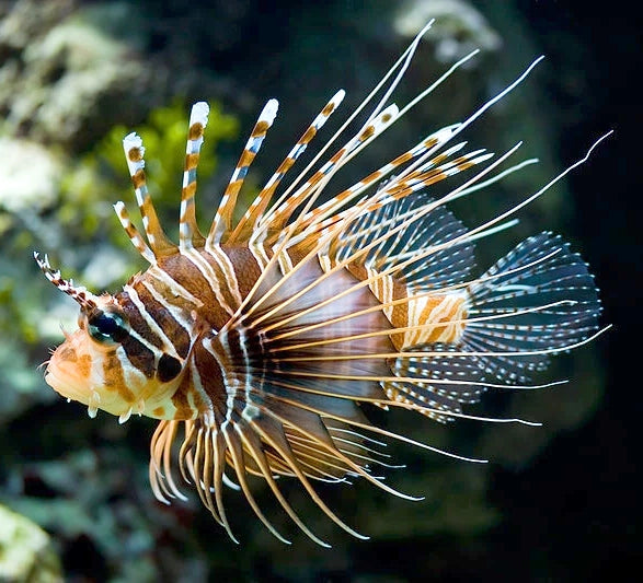 Antennata Lionfish Pterois antennata