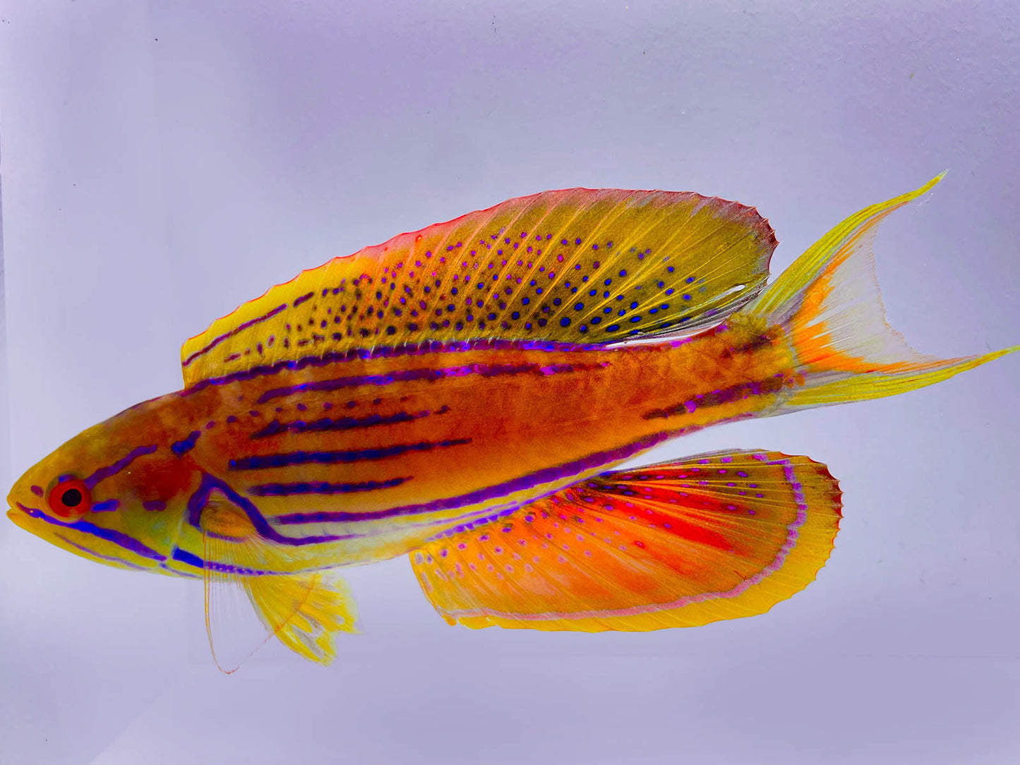 Madagascan Holy Grail Flasher Wrasse, Paracheilinus hemitaeniatus Pair