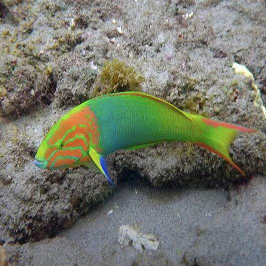 Marshall Island Wrasse, Thalassoma lutescens