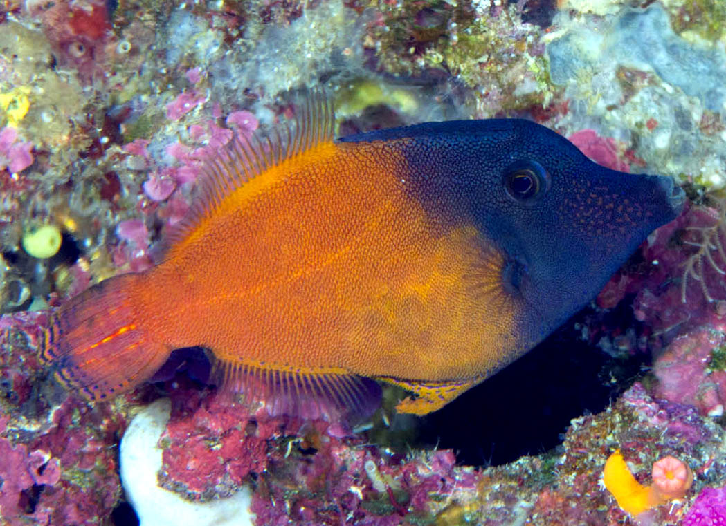 Redtail Filefish, Pervagor melanocephalus