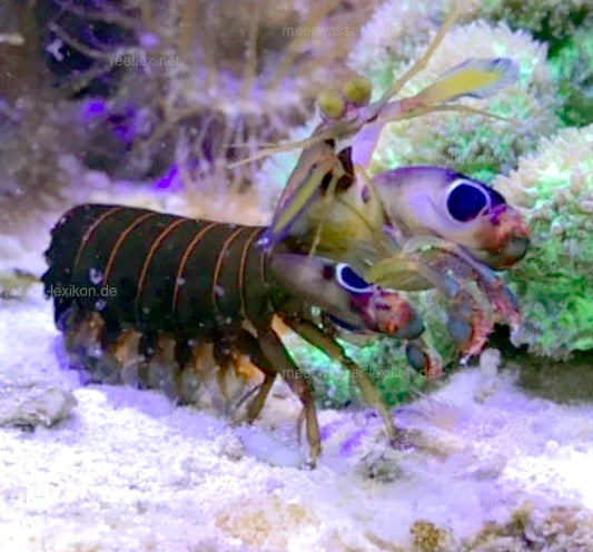 Smith's Mantis Shrimp, Gonodactylus smithii