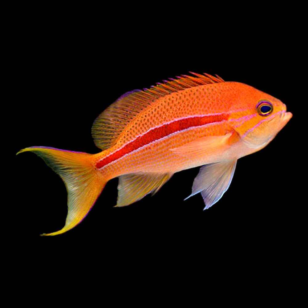 Striped Anthias, Pseudanthias fasciatus (large male)