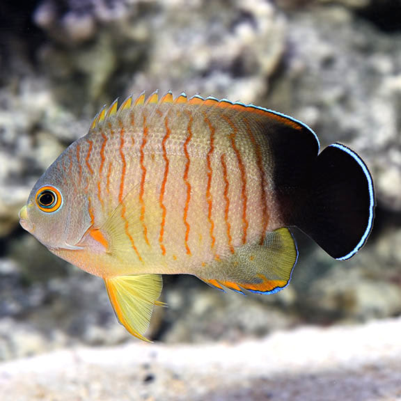 Eilbl's Dwarf Angel Fish Centropyge eibli