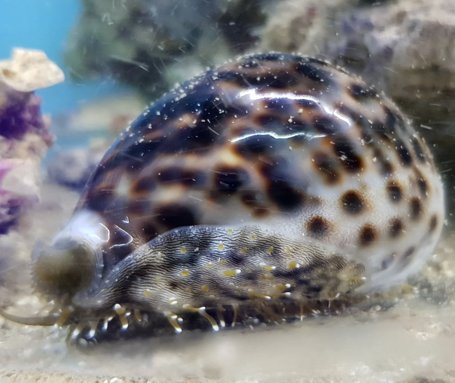 Tiger Cowrie, Cypraea tigris