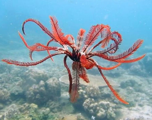 Red Feather Starfish,  Comaster sp