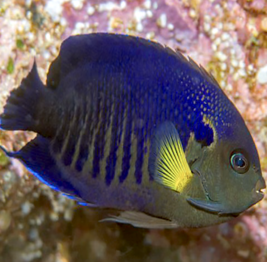 Yellowfin Pygmy Angelfish, Centropyge flavipectoralis