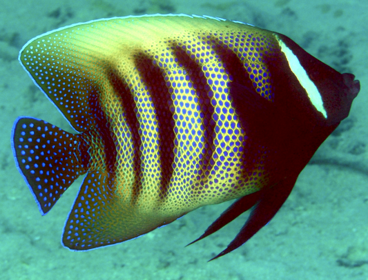 Six Bar Angel Fish, Pomacanthus sexstriatus