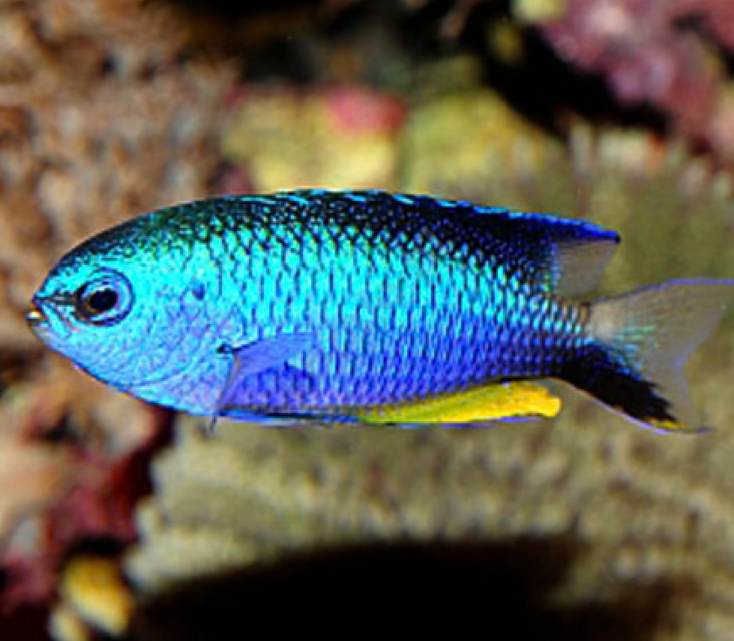 Allen's Damselfish,  Pomacentrus alleni