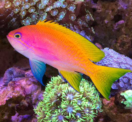 Scribbled anthias pseudanthias bimaculatus