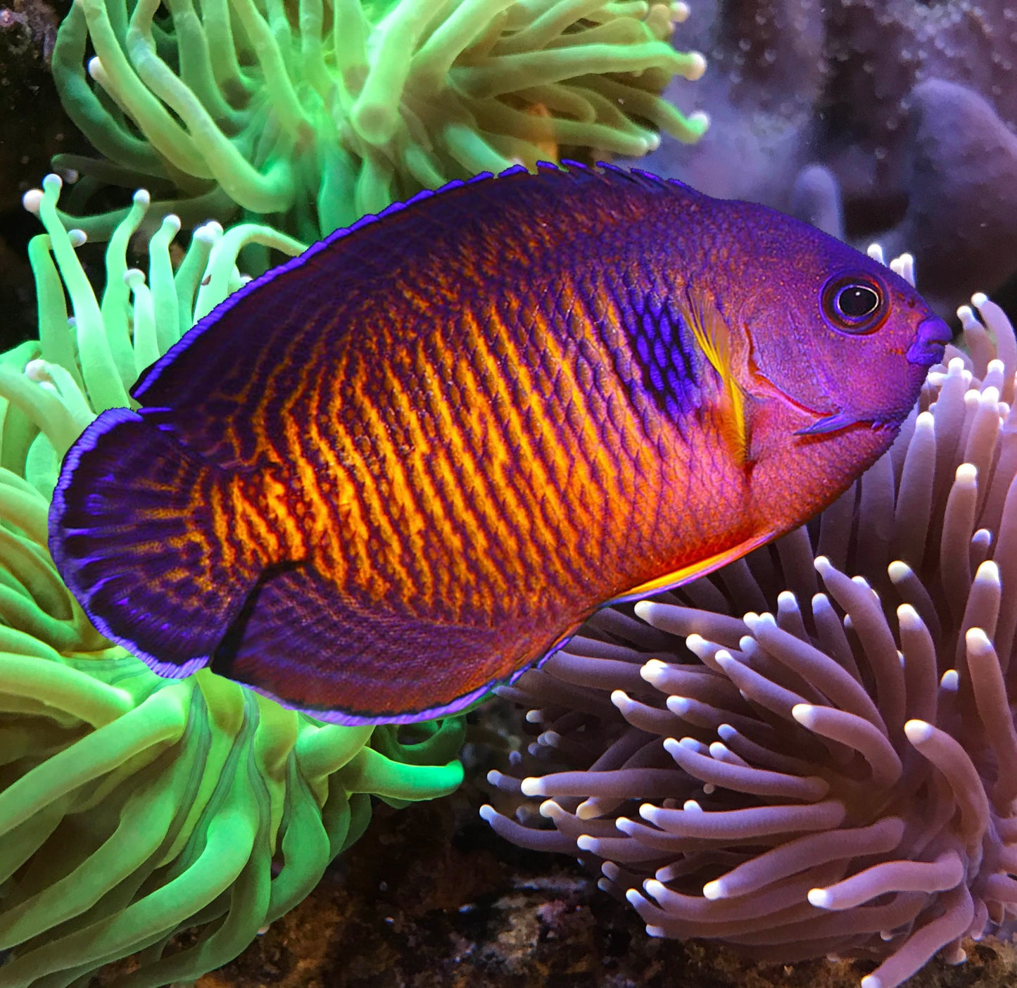 Mauritian Tiger Tail Coral Beauty ( Centropyge bispinosus)