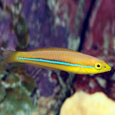 Neon Line Wrasse ,Halichoeres garnoti