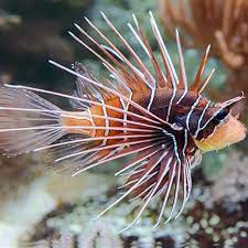 Radiata Lionfish,  Pterois radiata