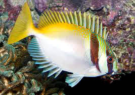 Masked Rabbitfish, Siganus virgatus