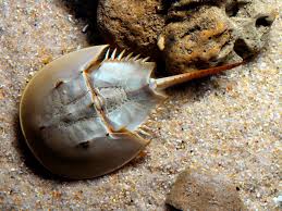 Horseshoe Crab,  Limulus polyphemus