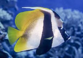 Masked Bannerfish, Heniochus monoceros