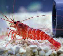 Striped Peppermint Shrimp, Lysmata kuekenthali