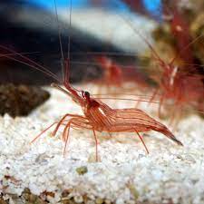 Peppermint Shrimp, Lysmata Sp.