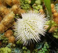 Pincushion Urchin, Lytechinus variegatus