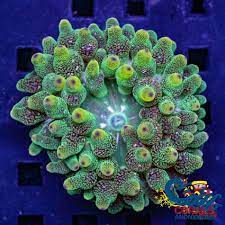 Ultra Green Bubbletip Anemone